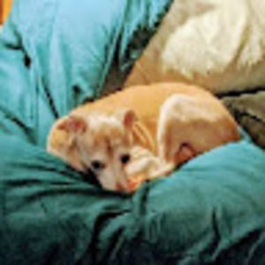 Meet your Posher, Willow